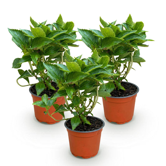 Hydrangea macrophylla Weiß - Hortensie - Winterhart - Weiß - 3 Pflanzen - Topf 12cm - Höhe 20-30cm