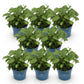 Hydrangea Endles Summer The Original Pink - Hortensie - Winterhart - Rosa - 8 Pflanzen - Topf 14cm - Höhe 20-25cm