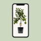 Citrus Lemon - Ø22cm - ↕80cm
