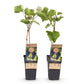 Obstpflanze - Vitis vinifera Boskoop Glory - Weinrebe - Winterhart - Blaue Traube - 2 Pflanzen - Topf 15cm - Höhe 50cm