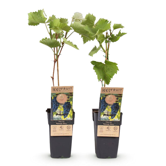 Obstpflanze - Vitis vinifera Boskoop Glory - Weinrebe - Winterhart - Blaue Traube - 2 Pflanzen - Topf 15cm - Höhe 50cm