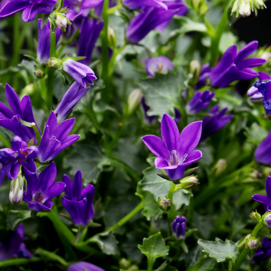 Campanula pers. 'Coerulea' - ↕10-25cm - Ø9cm, 24x