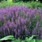 Blüten-Salbei - 6x Salvia nem. 'Caradonna' - ↕10-25cm - Ø9cm