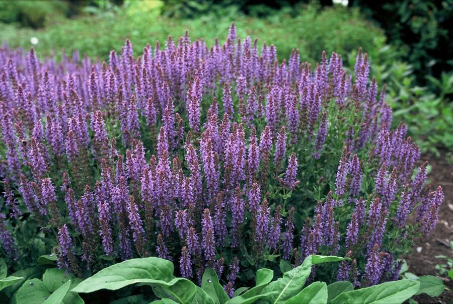 Blüten-Salbei - 6x Salvia nem. 'Caradonna' - ↕10-25cm - Ø9cm