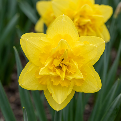 40x Narcissus Golden Ducat - Golden Ducat Daffodil - Yellow - Spring bloomer