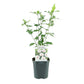 Hibiscus syriacus Red Heart - Blüte Weiß Mit Rotem Herzen - 1 Pflanze - Laubabwerfend - Wenig Pflege - Topf 17cm Höhe 45cm