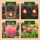 20x Tulipa Positive Vibe - Tulpe Positive Vibe - Diverses - Frühlingsblüher - Zwiebelgröße 11/12