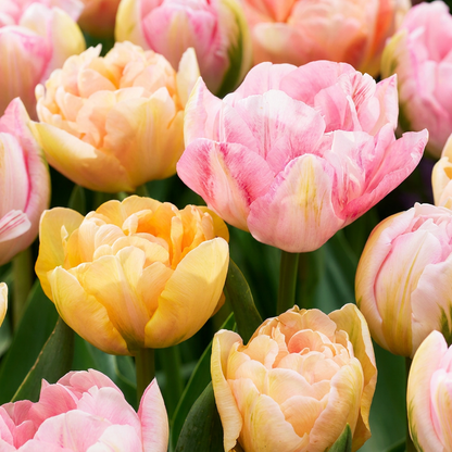 24x Tulipa Peaches & Kisses - Peaches & Kisses Tulip - Miscellaneous