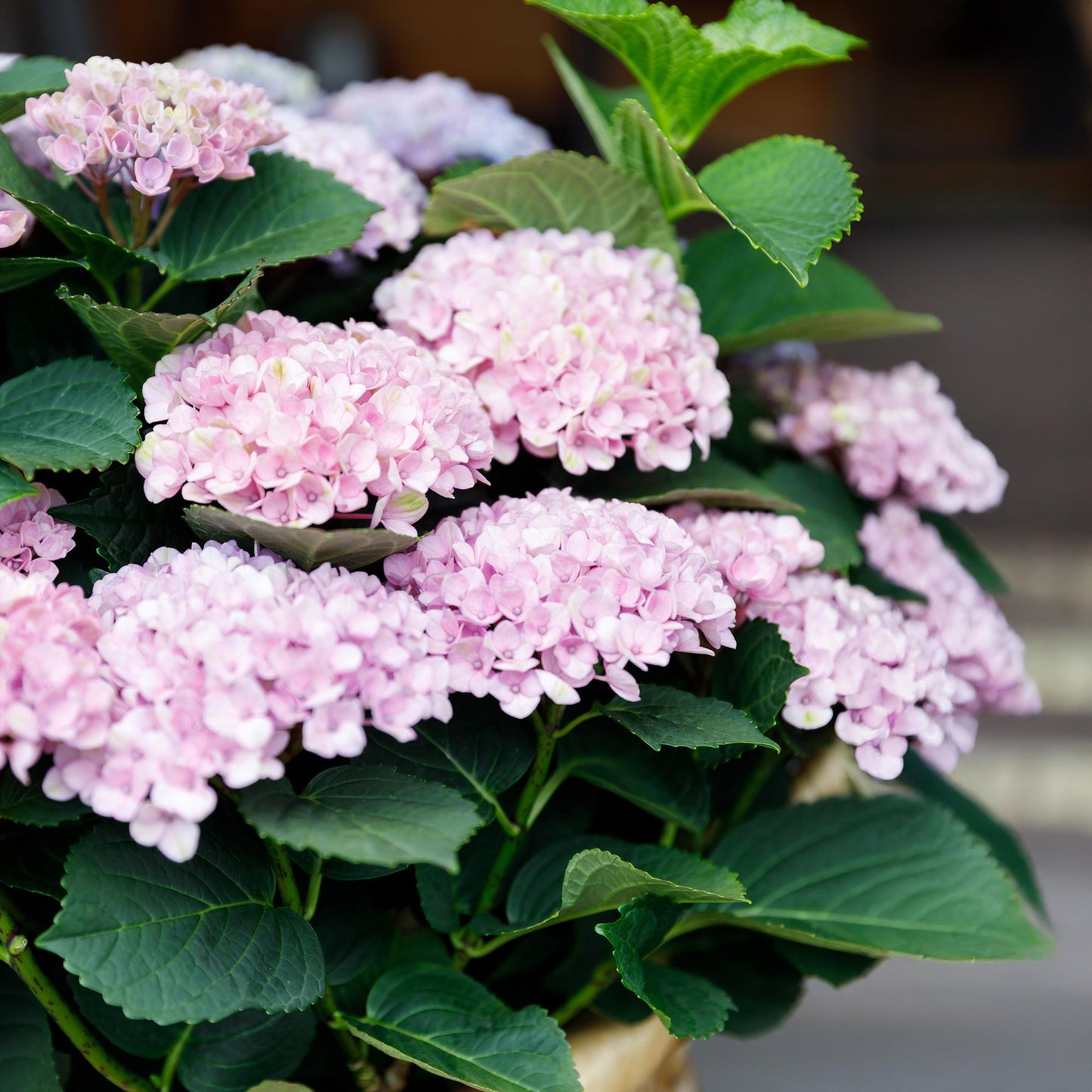 Hortensie - Hydrangea Magical Revolution Pink - Pink - 6-10 Blumen - Topf 23cm Höhe 55cm