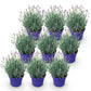 Lavandula angustifolia Hidcote - Lavendel - Winterhart - Lila - 9 Pflanzen - Topf 12cm - Höhe 15-25cm