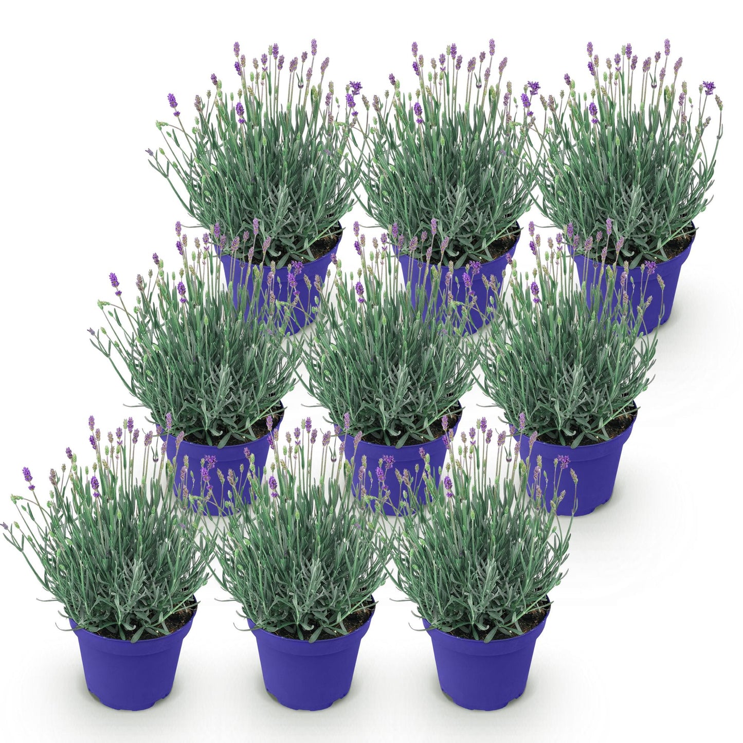 Lavandula angustifolia Hidcote - Lavendel - Winterhart - Lila - 9 Pflanzen - Topf 12cm - Höhe 15-25cm