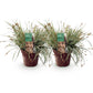 Ziergräser - Carex oshimensis Everest - Weiß und Grün - 2 Pflanzen - Immergrün - Wenig Pflege - Topf 17cm Höhe 50cm