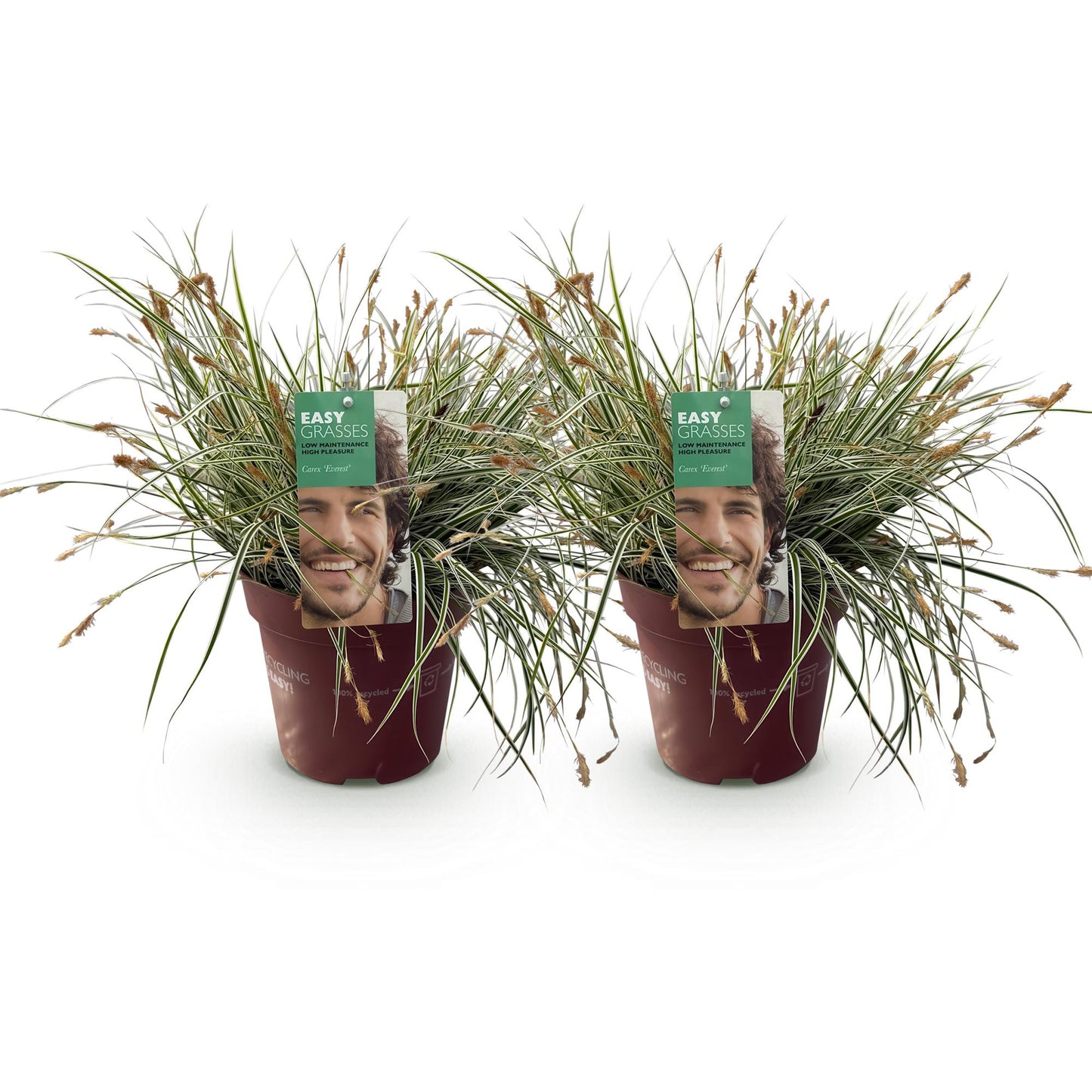 Ziergräser - Carex oshimensis Everest - Weiß und Grün - 2 Pflanzen - Immergrün - Wenig Pflege - Topf 17cm Höhe 50cm