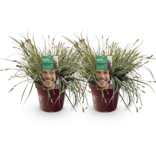 Ziergräser - Carex oshimensis Everest - Weiß und Grün - 2 Pflanzen - Immergrün - Wenig Pflege - Topf 17cm Höhe 50cm
