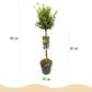 Stamm-Pflanze - Euonymus fortunei Emerald Gaiety -Terrassenpflanze - Immergrün - Winterhart - Grün-Graues Blatt - Topf 19cm Höhe 90cm