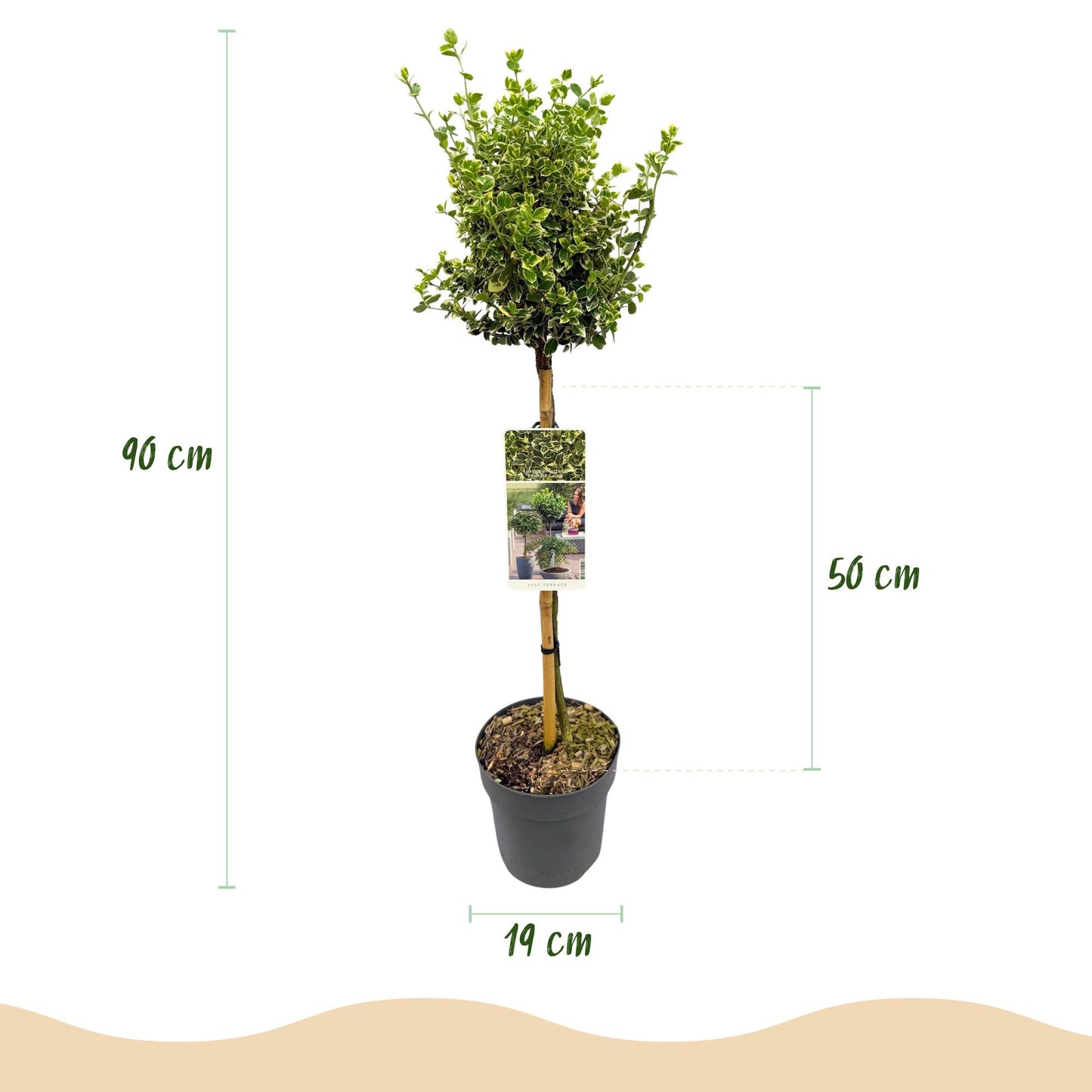 Stamm-Pflanze - Euonymus fortunei Emerald Gaiety -Terrassenpflanze - Immergrün - Winterhart - Grün-Graues Blatt - Topf 19cm Höhe 90cm