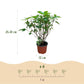 Hydrangea panniculata Limelight - Schneeballhortensie - Winterhart - Limettengrün - 3 Pflanzen - Topf 12cm - Höhe 20-30cm