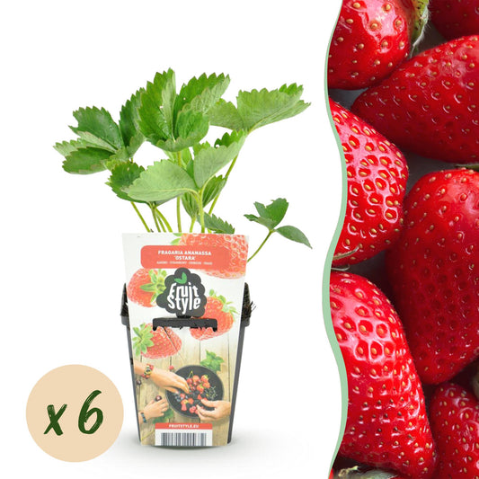 Obstpflanzen - Erdbeere - Fragaria Elvira - Winterhart - 6 Pflanzen - Topf 9 cm - Rote Erdbeere