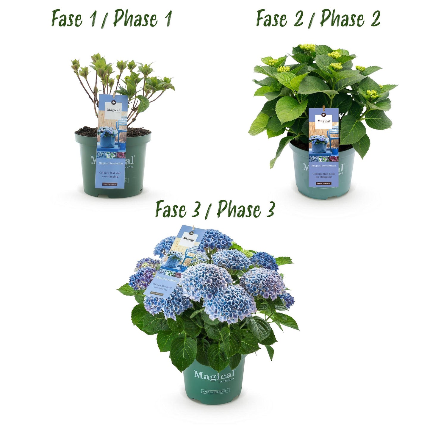 Hortensie - Hydrangea Magical Revolution Blue - Blau - 6-10 Blumen - Topf 23cm Höhe 55cm