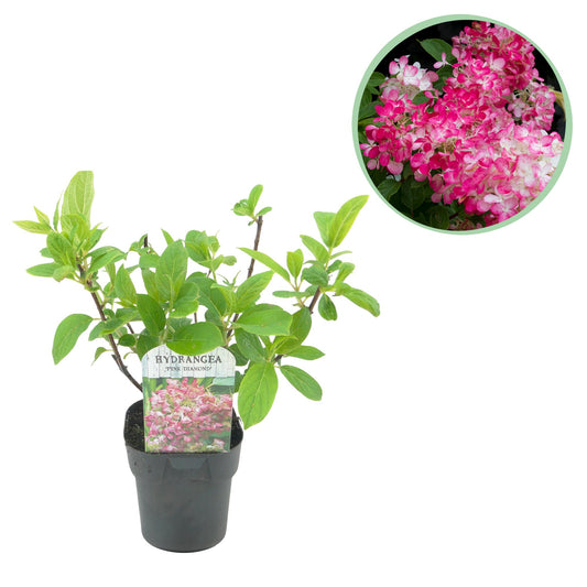 Rispen Hortensie - Hydrangea panniculata Pink Diamond - Blüte Weiß Rosa - 1 Pflanze - Laubabwerfend - Große Blüten - Topf 17cm Höhe 50cm
