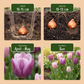 12x Tulipa Macron mix - Tulpe Macron Mischung - Verschiedenes - Frühlingsblüher - Zwiebelgröße 11/12