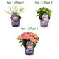 Hortensie - Hydrangea Forever & Ever - Rosa - 7-12 Blüten - Topf 23cm Höhe 55cm