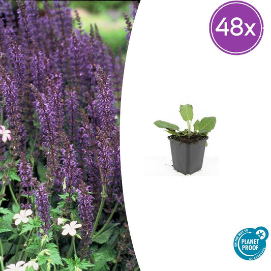 Steppen Salbei - 48x Salvia nem. 'Mainacht' - ↕10-25cm - Ø9cm