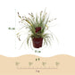 Ziergräser - Carex oshimensis Evergold - Gelb & Grün - 1 Pflanze - Immergrün - Winterhart - Topf 17cm Höhe 50cm
