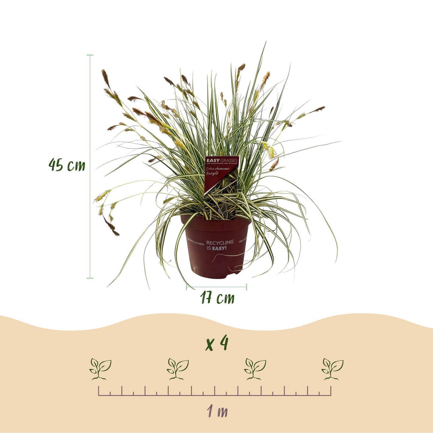 Ziergräser - Carex oshimensis Evergold - Gelb & Grün - 1 Pflanze - Immergrün - Winterhart - Topf 17cm Höhe 50cm