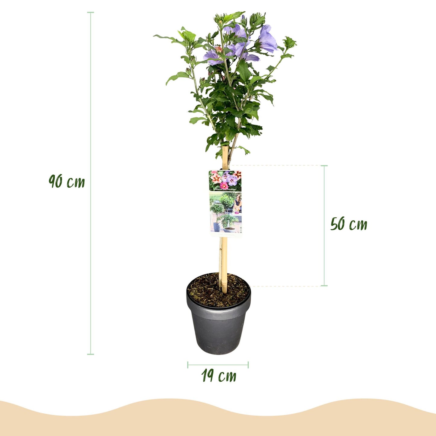 Hibiscus syriacus Tricolour - Terrasse Pflanze - Laubabwerfend - Winterhart - Weiße, Rosa, Violette Blüte - Topf 19cm Höhe 90cm