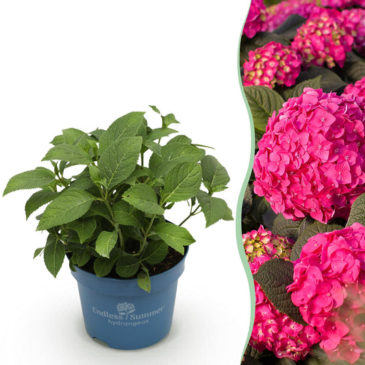 Hydrangea Endless Summer Summer Love Red - Hortensie - Winterhart - Rot - 1 Pflanze - Topf 14cm - Höhe 20-25cm