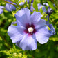 Hibiscus syriacus Oiseau Blue - Garden Hibiscus - Hardy - Blue - 3 Plants - Pot 17cm - Height 45cm