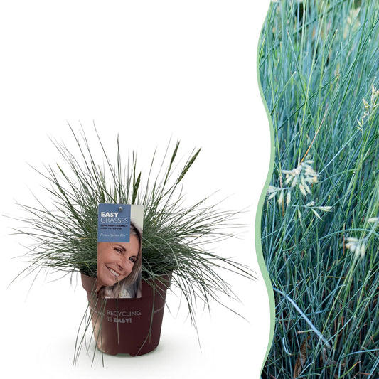 Ziergräser - Festuca glauca Intense Blue - Blau - 1 Pflanze - Immergrün - Winterhart - Topf 17cm Höhe 50cm