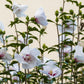 Hibiscus syriacus Starburst Chiffon® - Stamm-Pflanze - Terrassenpflanze - Laubabwerfend - Wenig Pflege - Topf 19cm Höhe 90cm
