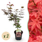 Japanischer Ahorn - Acer palmatum Atropurpureum - Lila - 2 Pflanzen - Laubabwerfend - Topf 19cm Höhe 70cm