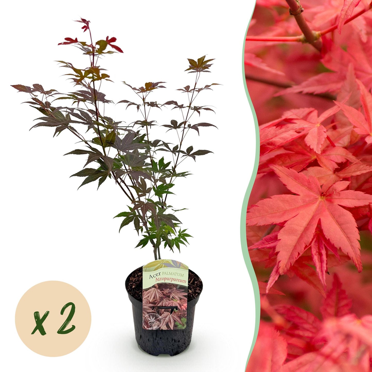 Japanischer Ahorn - Acer palmatum Atropurpureum - Lila - 2 Pflanzen - Laubabwerfend - Topf 19cm Höhe 70cm