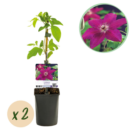 Kletterpflanze - Clematis Westerplatte - Blüte Rot - Pflegeleicht - 2 Pflanzen - Topf 11cm Höhe 40cm