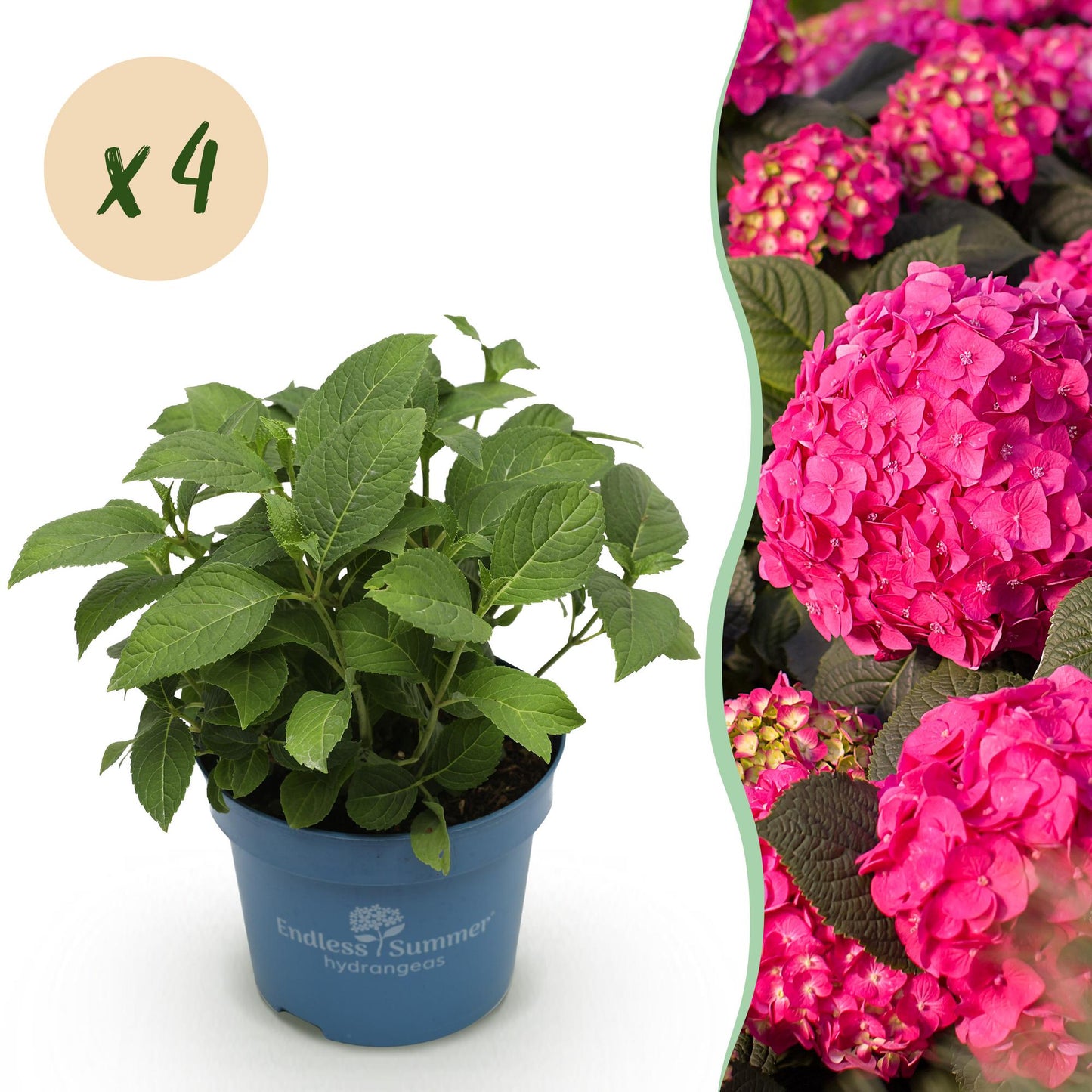 Hydrangea Endles Summer Summer Love Red - Hortensie - Winterhart - Rot - 4 Pflanzen - Topf 14cm - Höhe 20-25cm