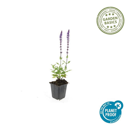Blüten-Salbei - 6x Salvia nem. 'Caradonna' - ↕10-25cm - Ø9cm