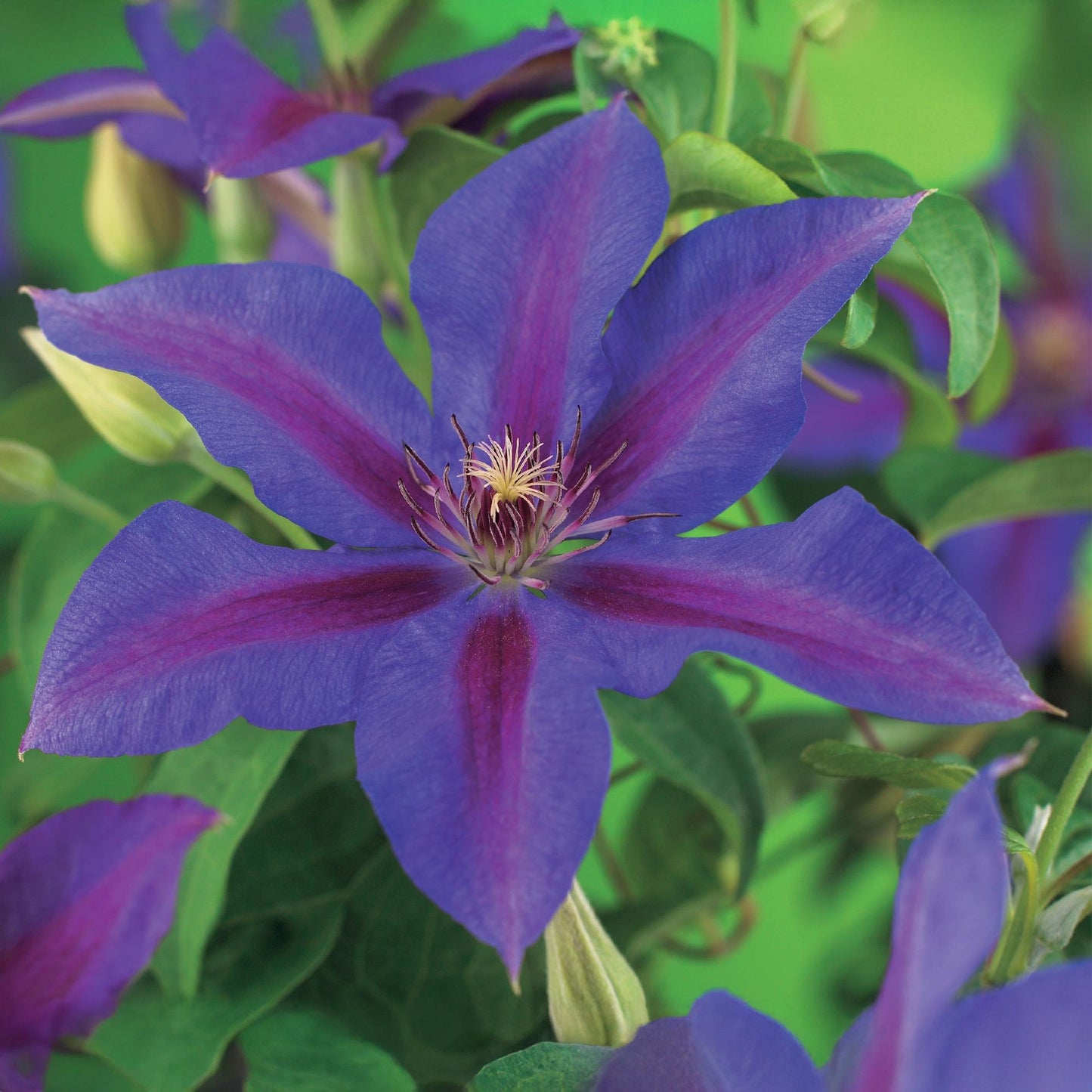 Kletterpflanze - Clematis Mrs. N. Thompson - Blüte Rosa - Wenig Pflege - 2 Pflanzen - Topf 11cm Höhe 40cm