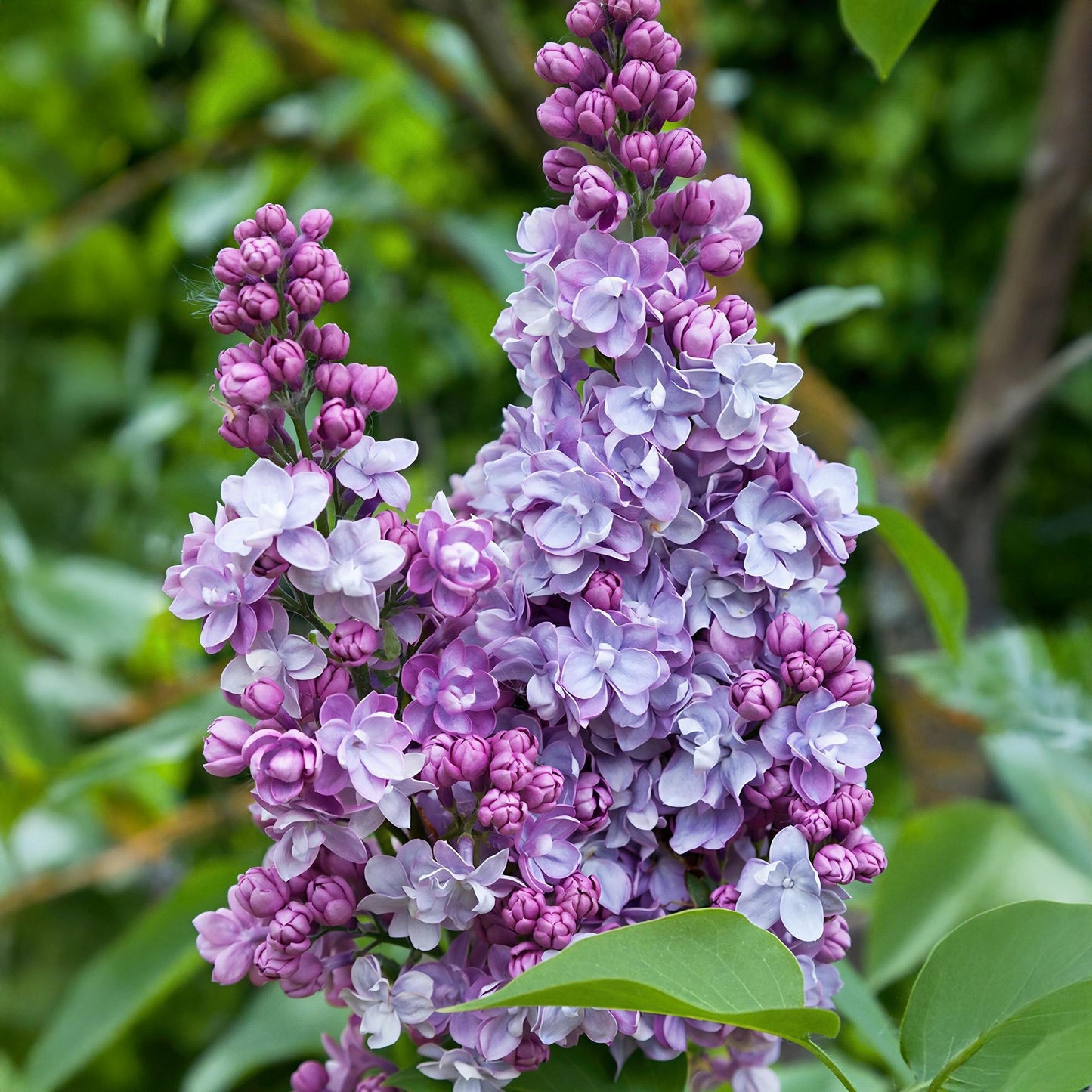 Syringa vulgaris Michel Buchner - Common Lilac -  Pink - 1 Pflanze - Topf 17cm - Höhe 45cm