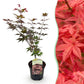 Japanischer Ahorn - Acer palmatum Atropurpureum - Lila - 1 Pflanze - Laubabwerfend - Topf 19cm Höhe 70cm