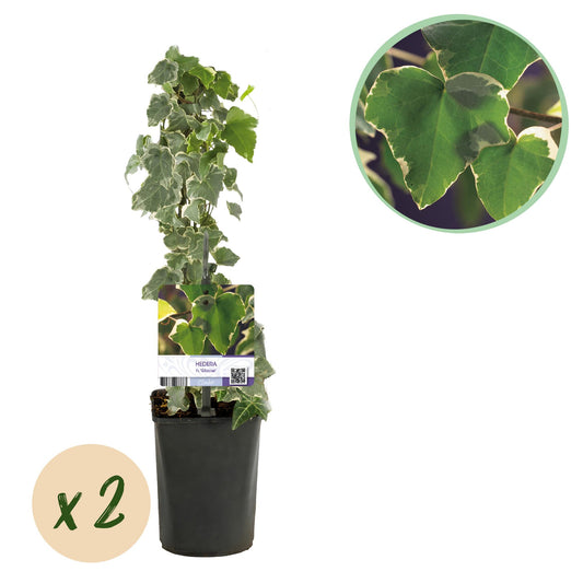 Hedera helix Glacier - Blatt Bunt - Immergrün - 2 Pflanzen - Topf 11cm Höhe 40cm