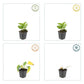 Sonnenhut - 6x Rudbeckia fulgida 'Goldsturm' - ↕10-25cm - Ø9cm