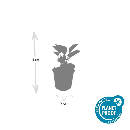 Purpur Sonnenhut - 24x Echinacea p. 'Magnus' - ↕10-25cm - Ø9cm