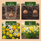20x Narcissus Botanical Mix - Botanische Narzissenmischung - Gelb und Weiß - Verwilderungszwiebel - Zwiebelgröße 10/12