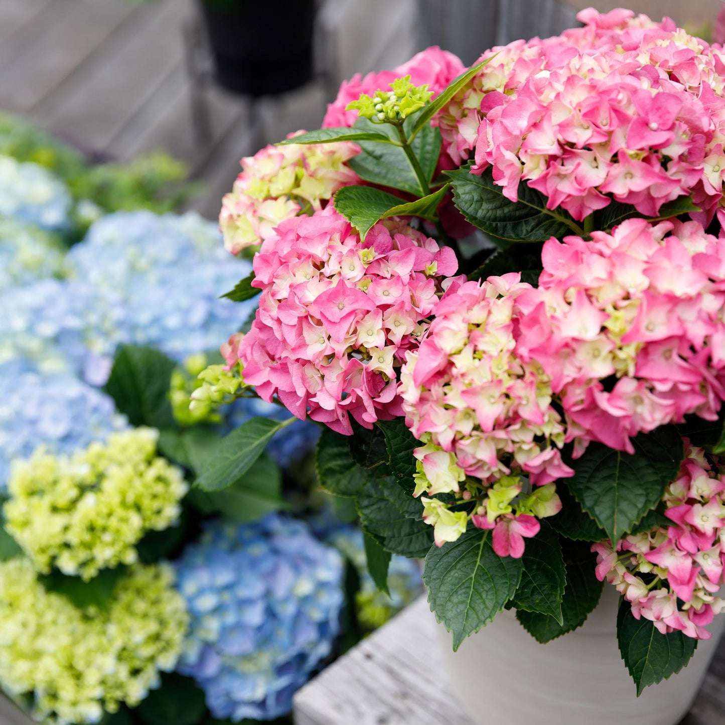 Hortensie - Hydrangea Forever & Ever - Rosa - 7-12 Blumen - 2 Pflanzen - Topf 23cm Höhe 55cm