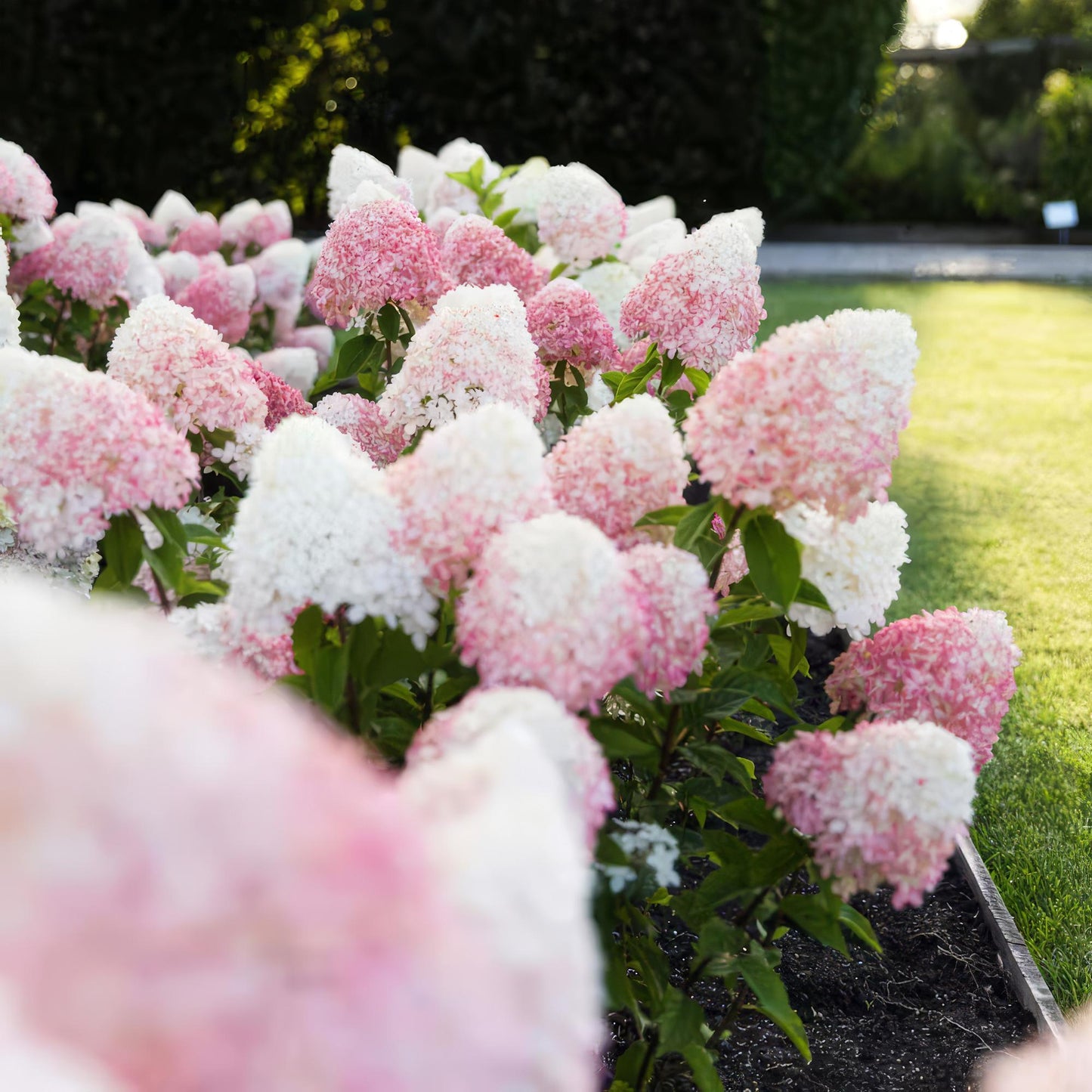 Hydrangea panniculata Living Pink & Rose - Rispenhortensie - Winterhart - Rosa - 1 Pflanze - Topf 12cm - Höhe 20-30cm