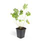 48x Geranium Rozanne - ↕10-25cm - Ø9cm