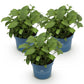 Hydrangea Endless Summer Blue - Pink - White - Hortensie - Winterhart - Blau - Rosa - Weiß - 3 Pflanzen - Topf 14cm - Höhe 20-25cm